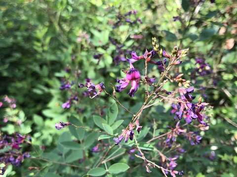 Image of bicolor lespedeza