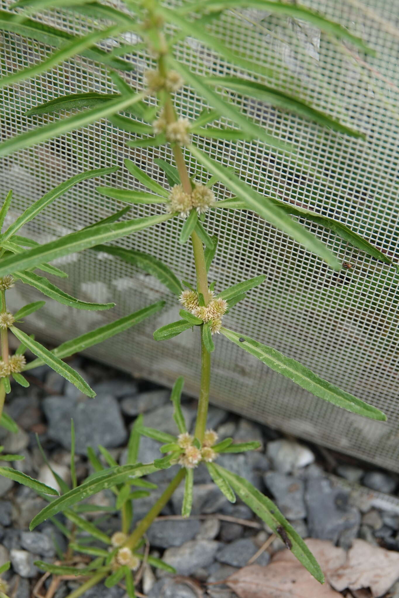 Image of sessile joyweed