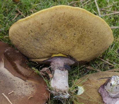 Слика од Suillus luteus (L.) Roussel 1796