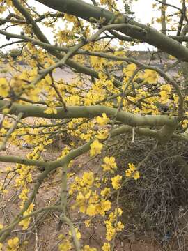 Image of Parkinsonia praecox (Ruiz & Pav.) Hawkins