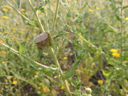 Imagem de Peucetia