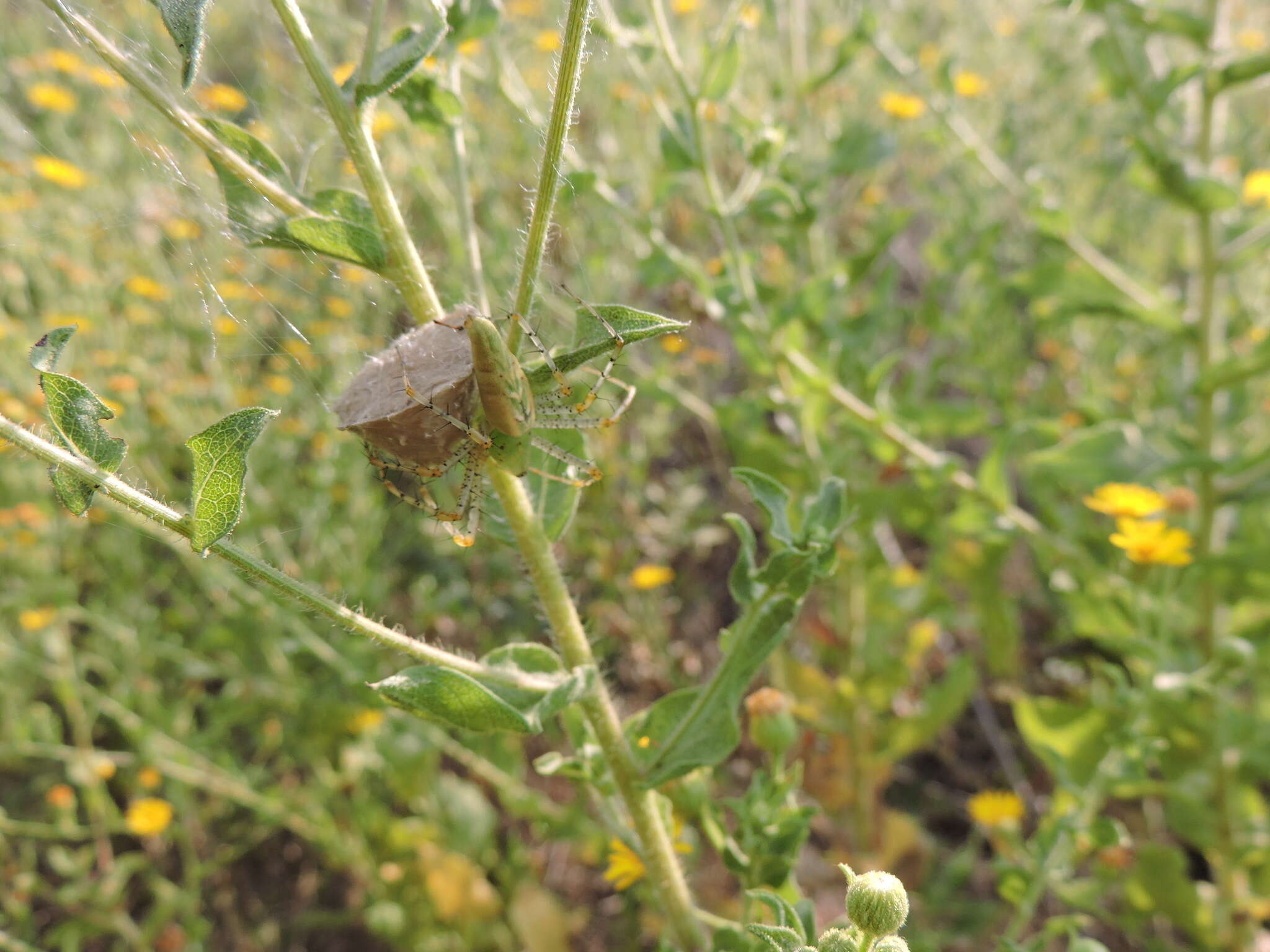 Imagem de Peucetia