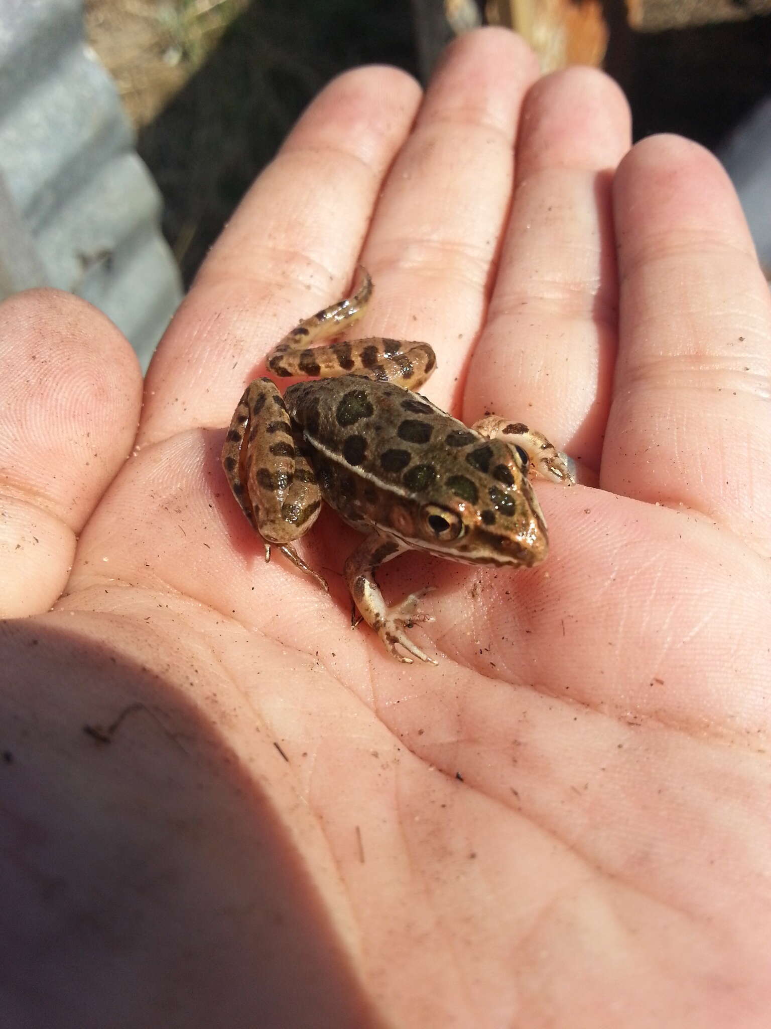 Image of Plains Leopard Frog