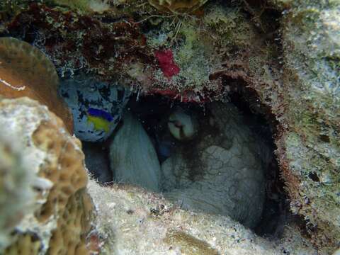 Image of Brazil reef octopus