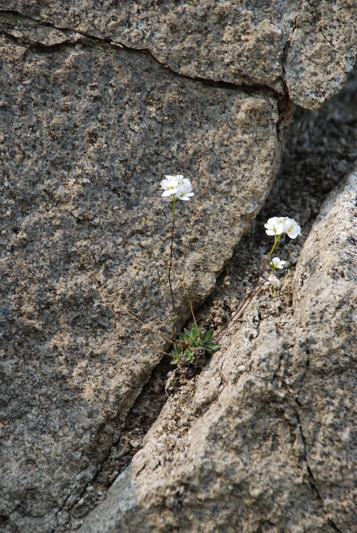 Image of Draba ussuriensis Pohle