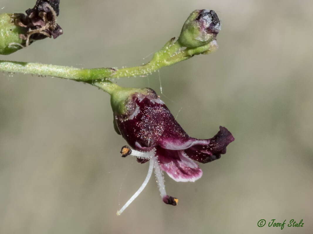 Scrophularia canina L. resmi