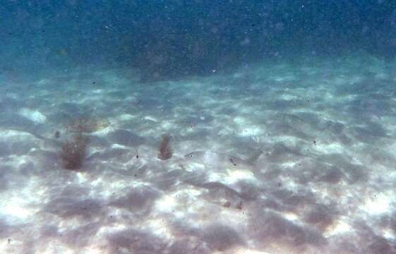 Image of Yellowfin whiting