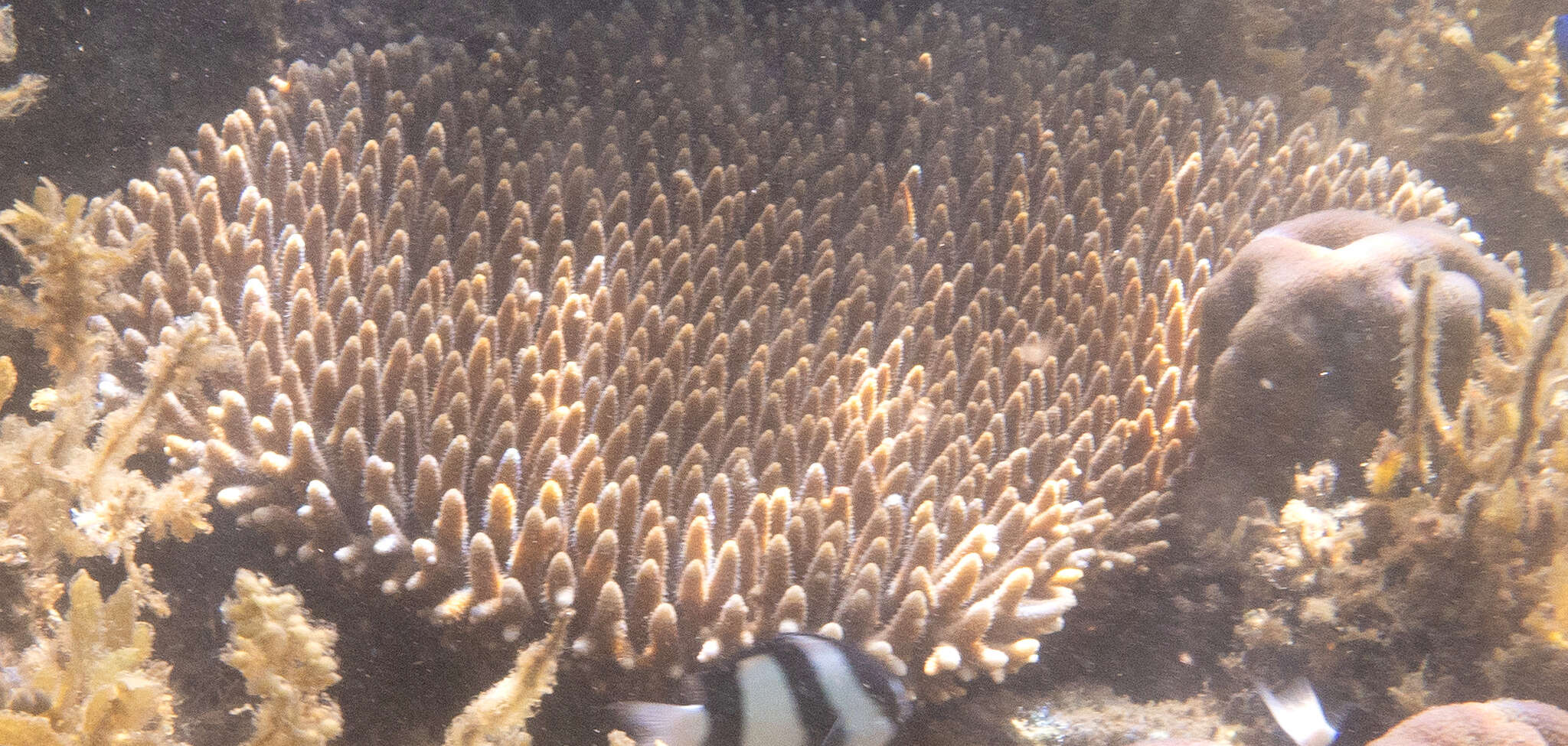 Image de Acropora millepora (Ehrenberg 1834)