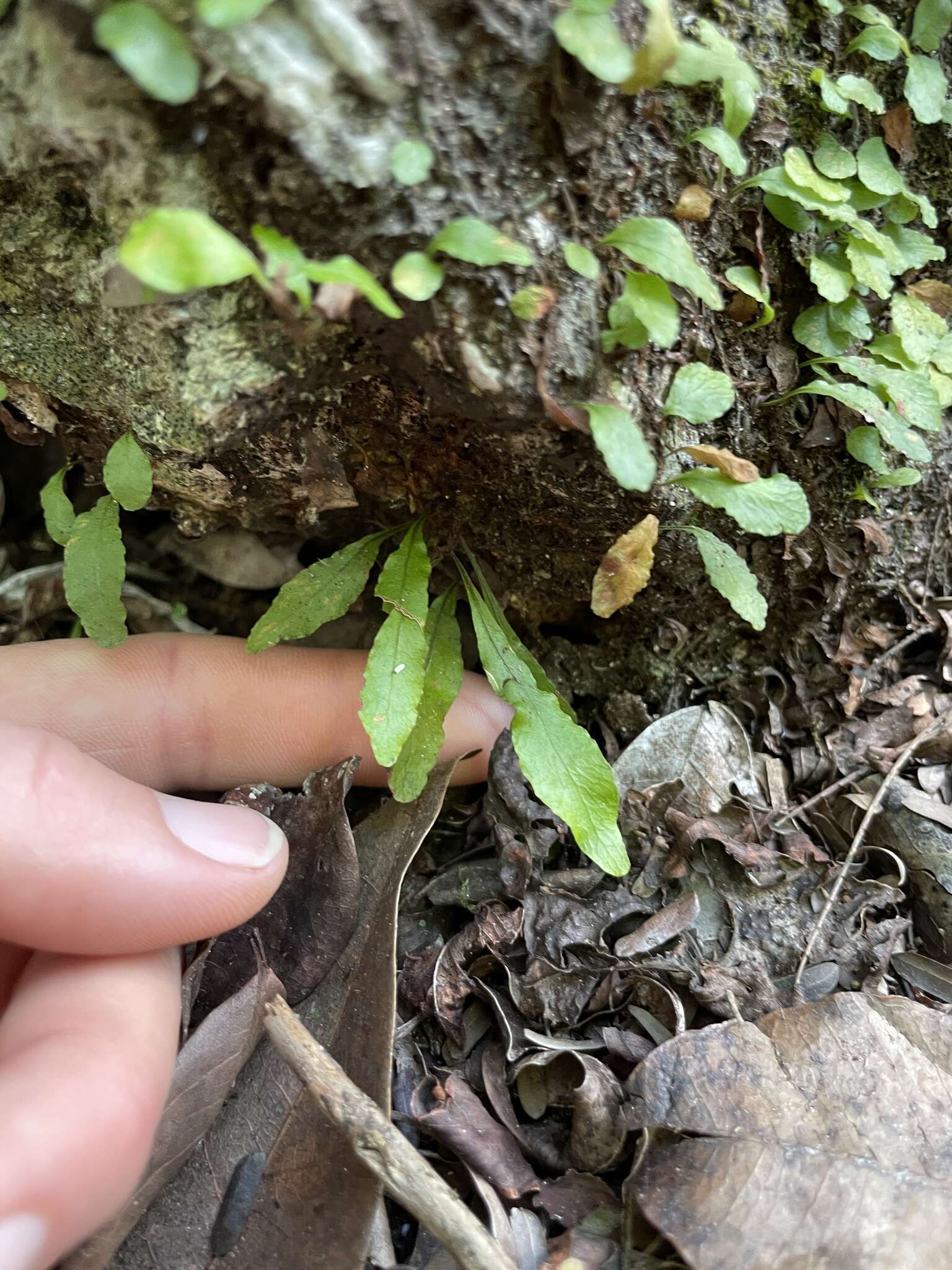 Image of clinging snakefern