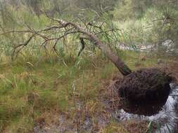 Imagem de Casuarina glauca Sieber