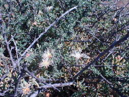 Image of Mesembryanthemum splendens subsp. pentagonum (L. Bol.) Klak