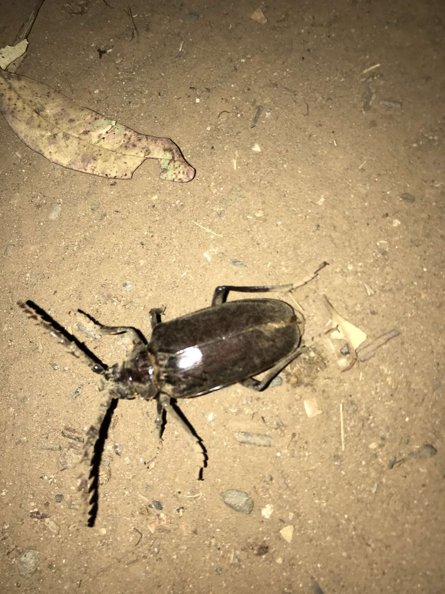 Image of California Root Borer