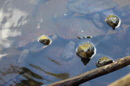 Image of Australian Saw Shelled Turtles