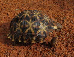 Image of Serrated Tortoise