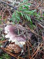 صورة Russula murrillii Burl. 1913