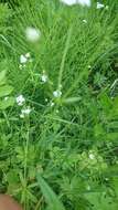 Image of Common Marsh-bedstraw