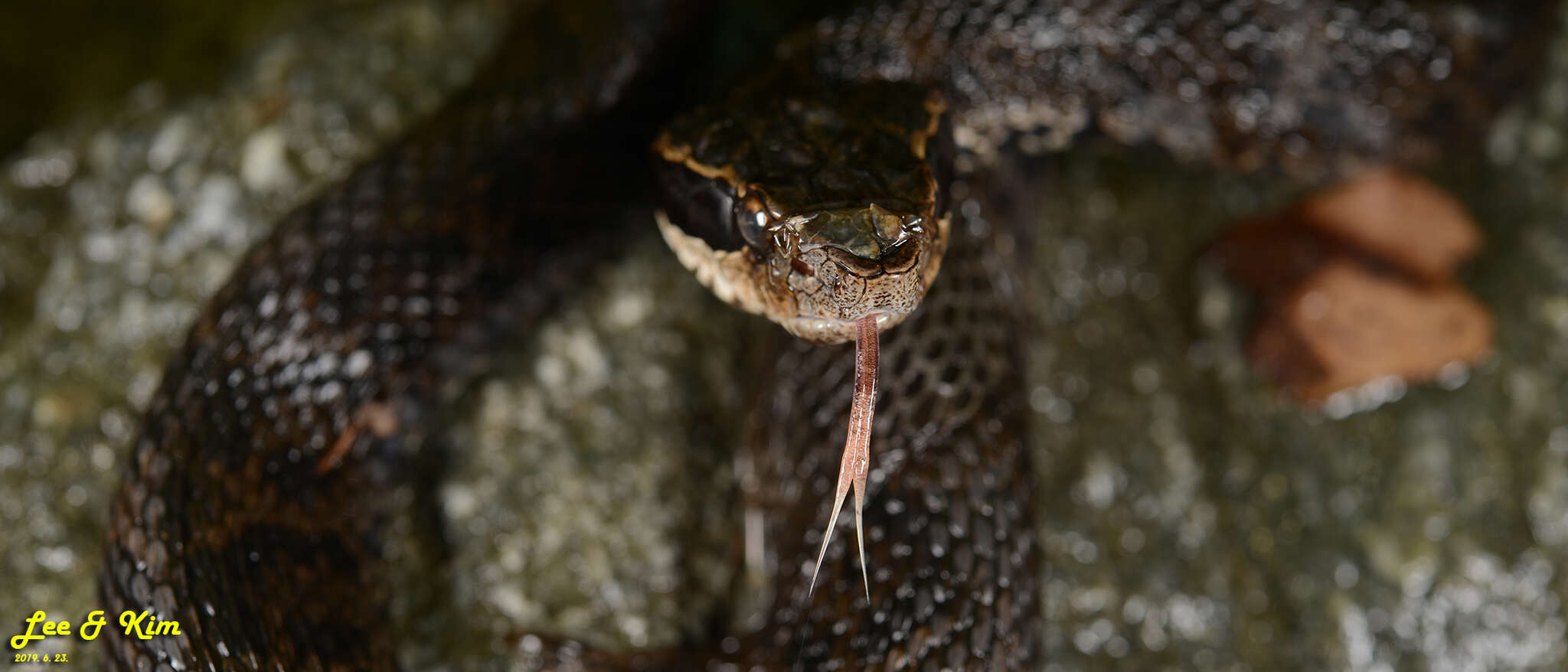 Image of Gloydius tsushimaensis (Isogawa, Moriya & Mitsui 1994)