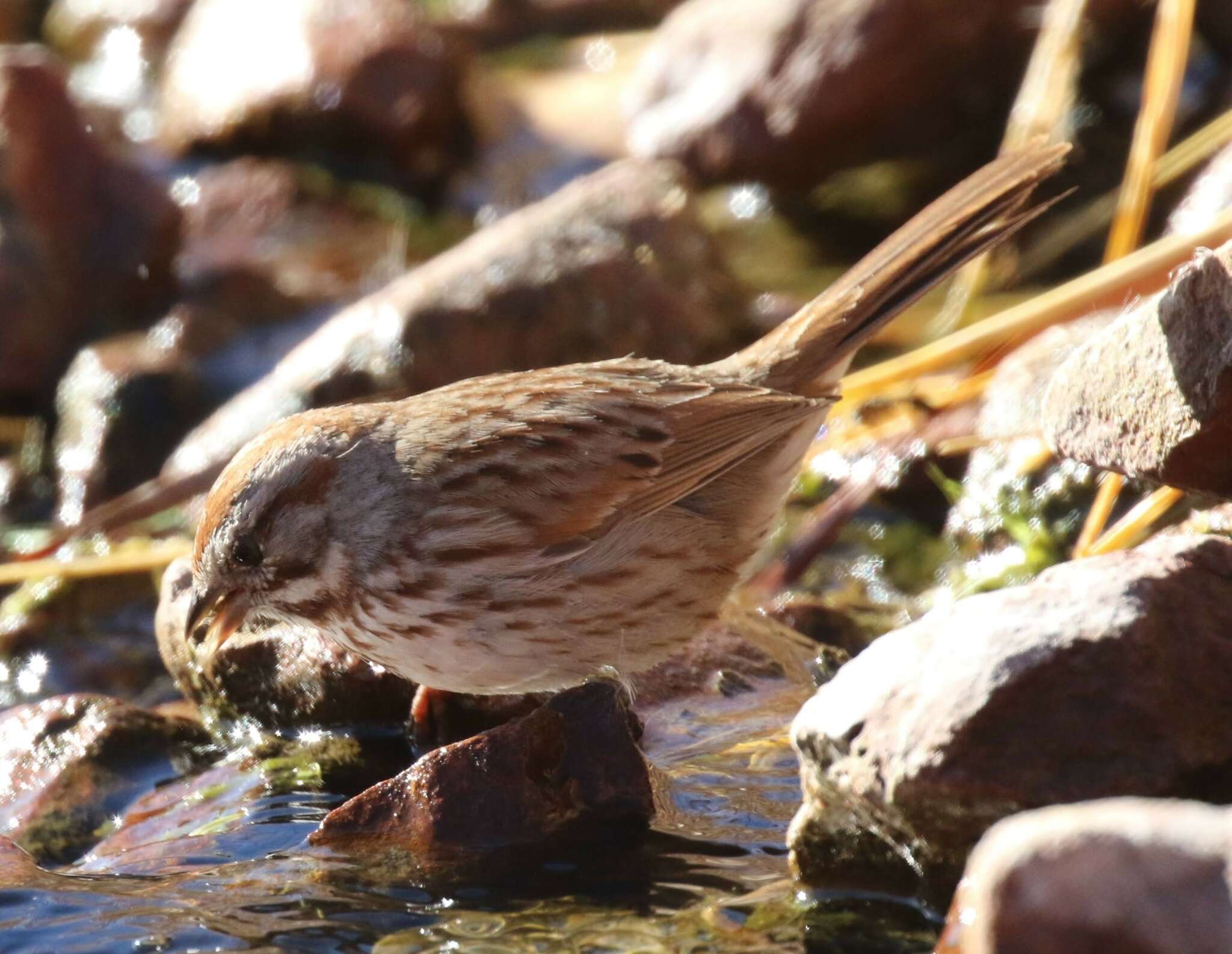 Image of Desert Song Sparrow