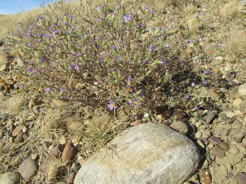 Image of Hoar False Tansy-Aster