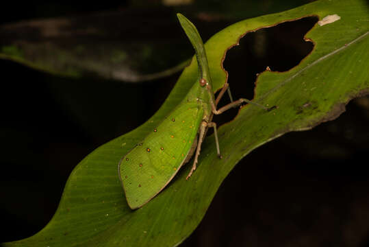 Image of Pyrops cultellata (Walker 1857)