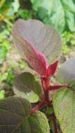 Image de Actinidia chinensis var. hispida C. F. Liang