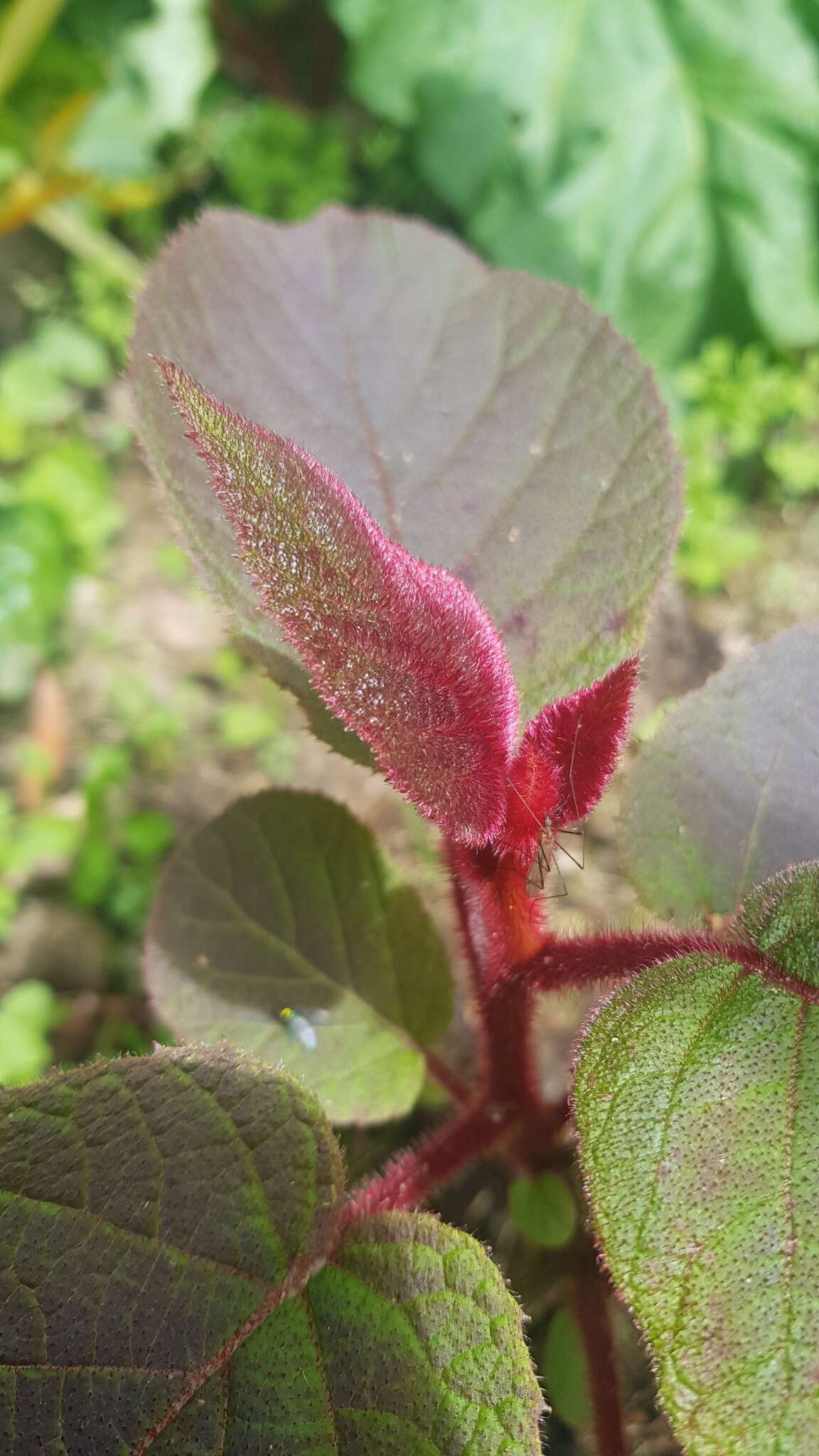 Image de Actinidia chinensis var. hispida C. F. Liang