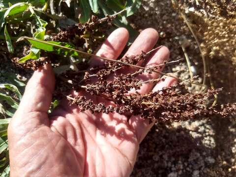 Rumex californicus Rech. fil. resmi