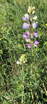 Image of Riverbank Lupine