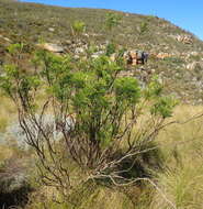 Image of Notobubon tenuifolium (Thunb.) Magee