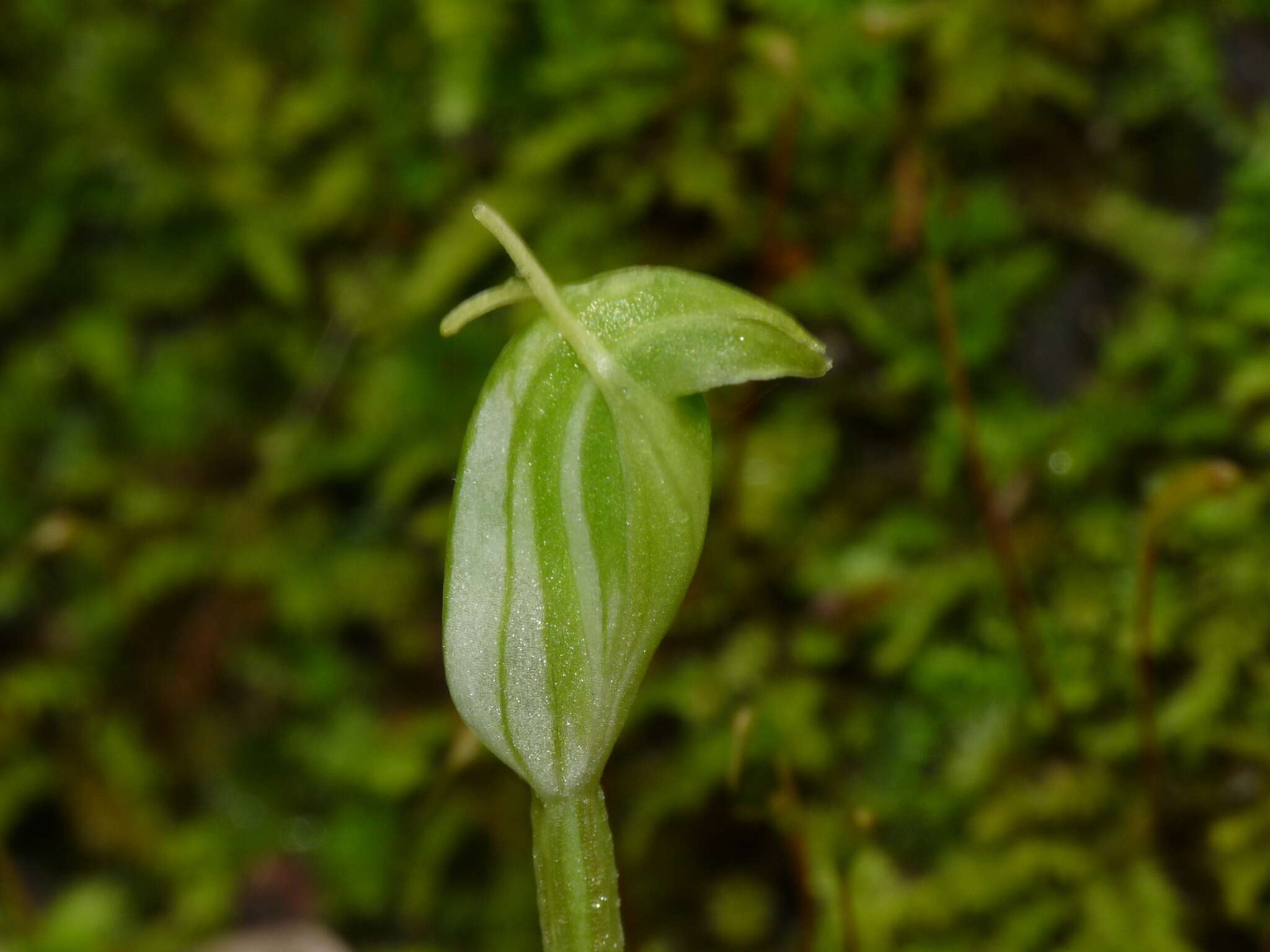 Pterostylis ectypha的圖片