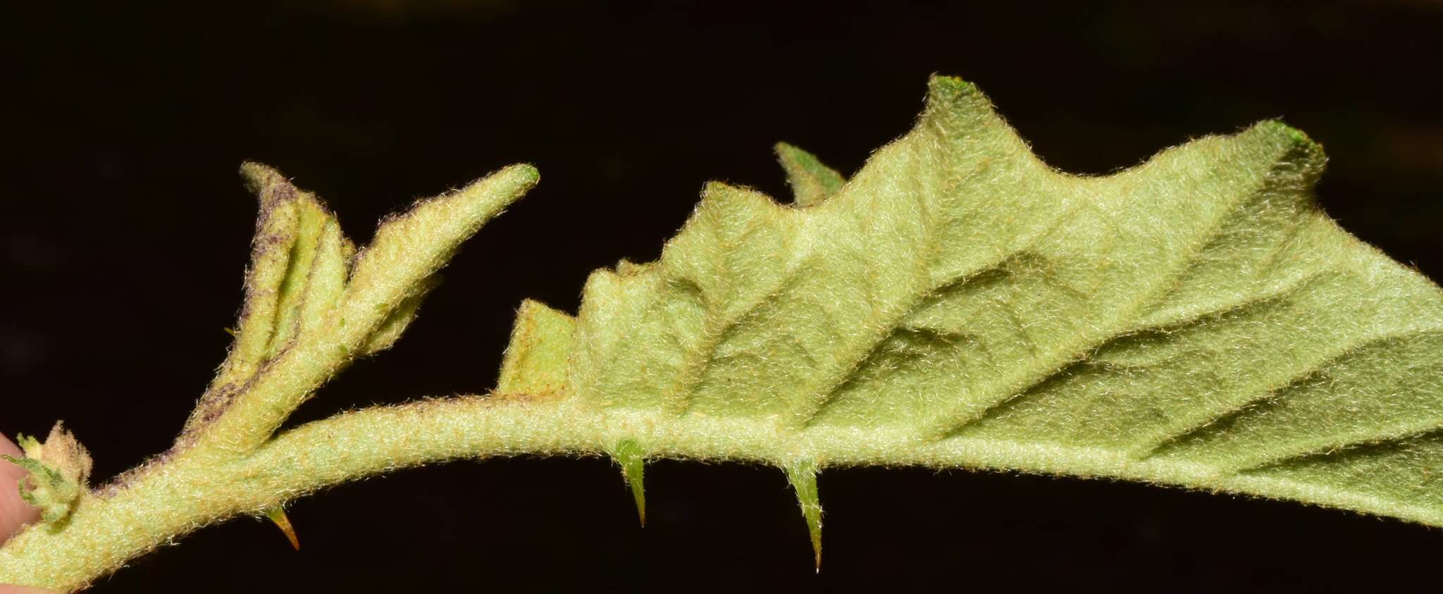 Image of Solanum diversifolium Schltdl.