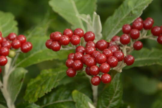 Image of Red bitter apple