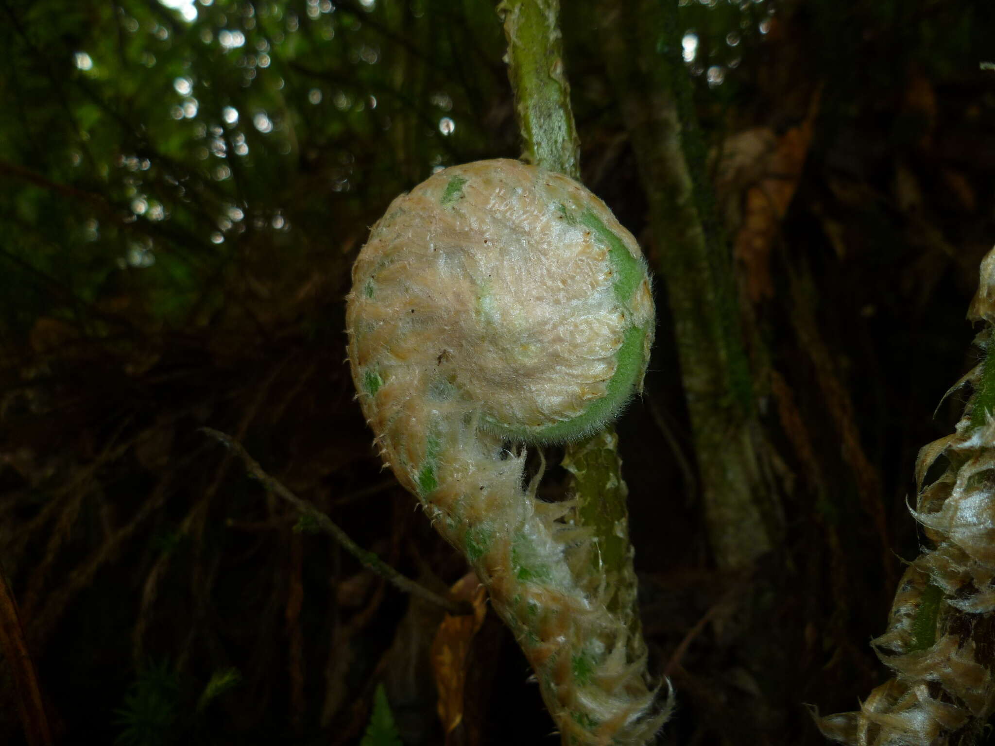 Image of Cyathea godmanii (Hook.) Domin.