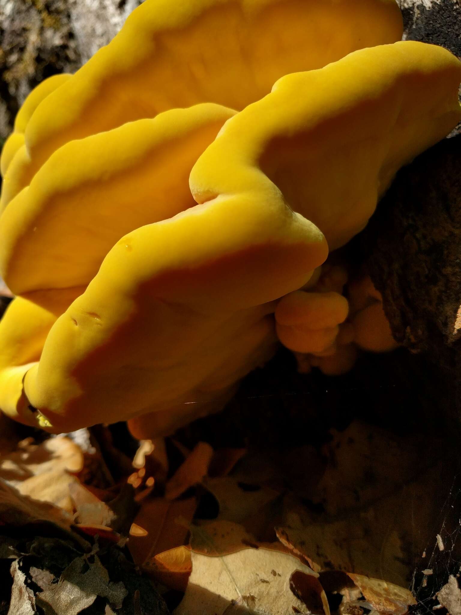 Image of Laetiporus gilbertsonii Burds. 2001