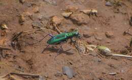 Image of Cicindela (Calochroa) whithillii (Hope 1838)