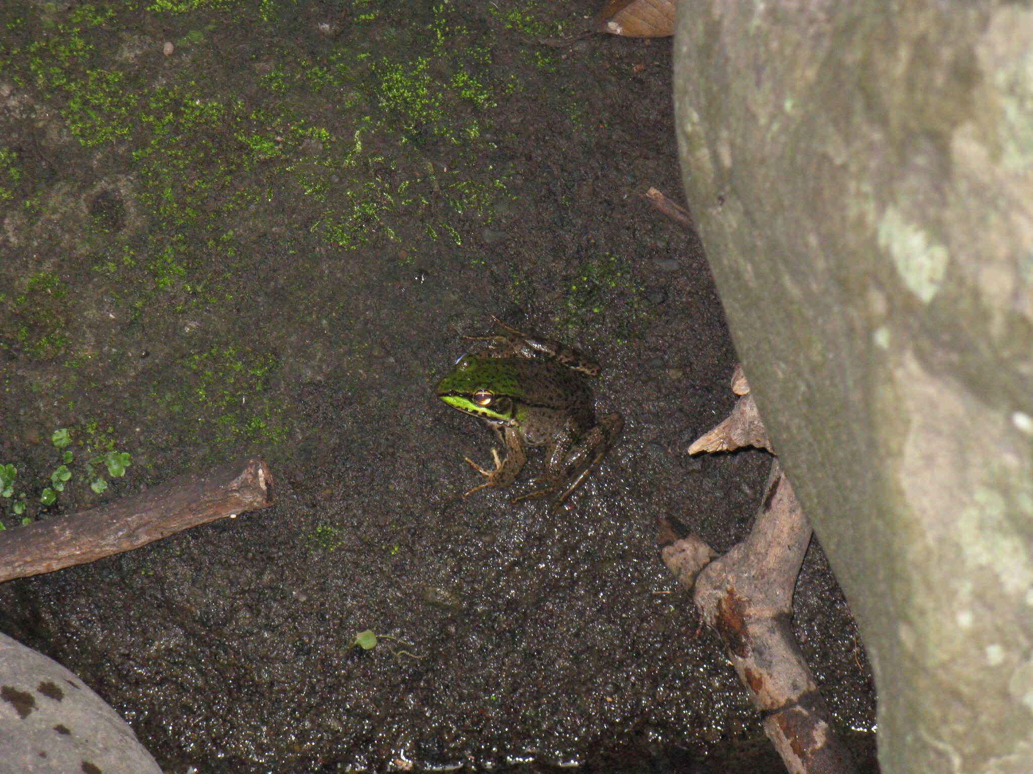 Image of Common Marsh-Frog