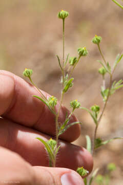 Image of small tarweed