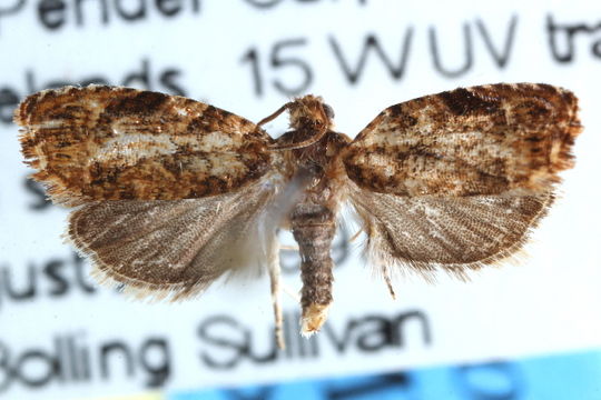 Image of <i>Eucosmomorpha nearctica</i> Miller
