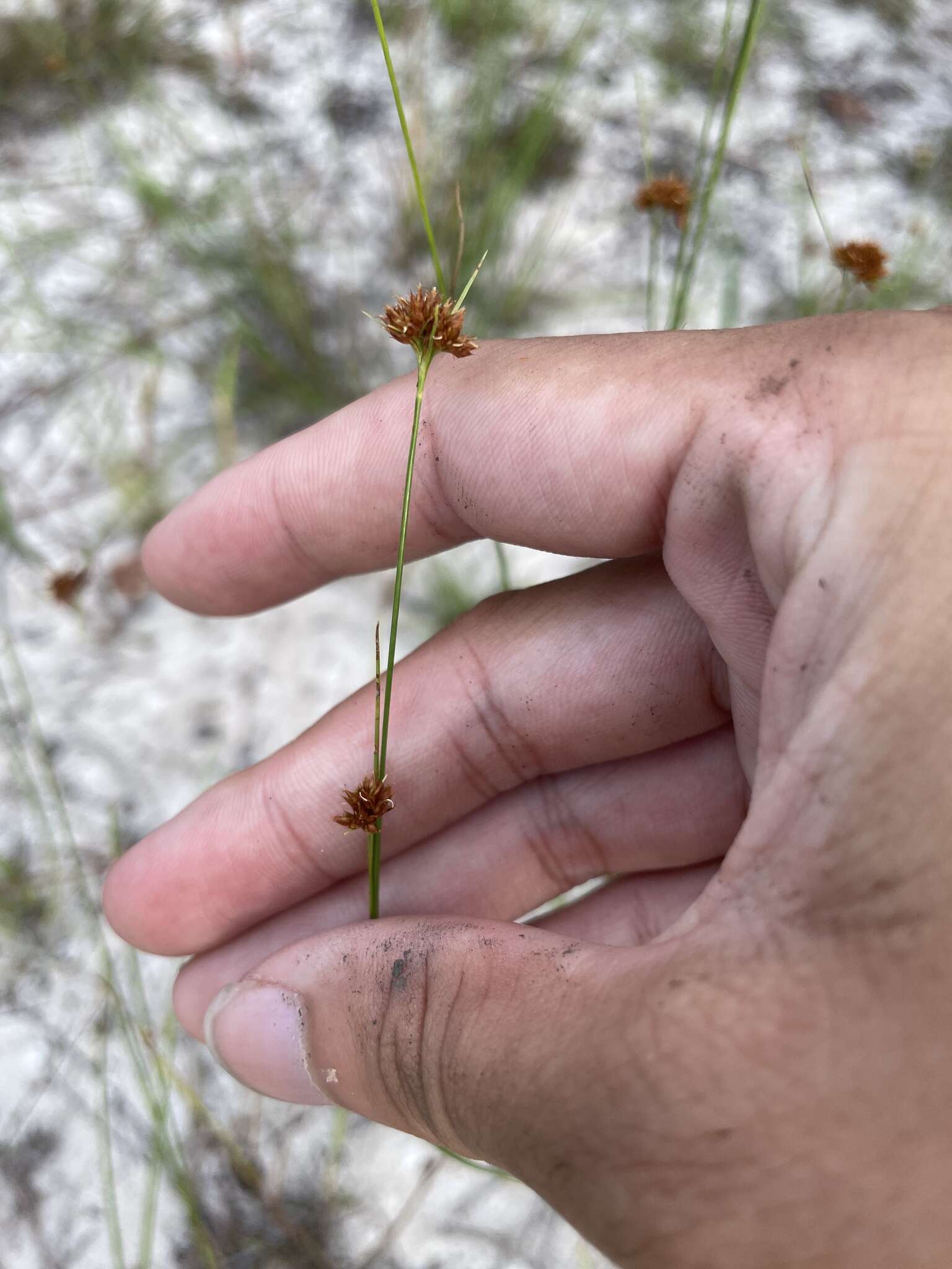 Rhynchospora fernaldii Gale resmi