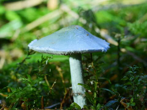 Image de Stropharia caerulea Kreisel 1979