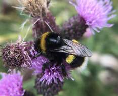 Image of White-tailed bumblebee