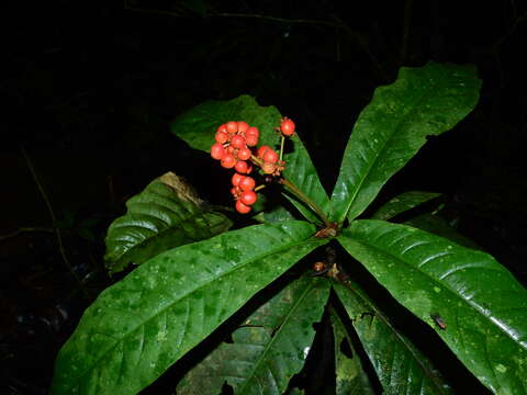 Image of Ixora piresii Steyerm.