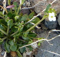 Image of Kamchatka rockcress