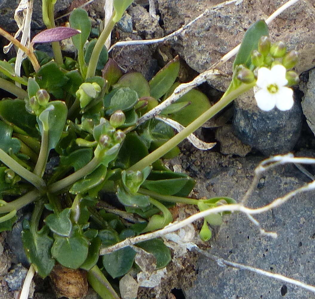 Image of Kamchatka rockcress