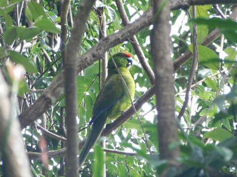 Image of Norfolk Parakeet