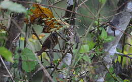 Image of Spot-necked Babbler