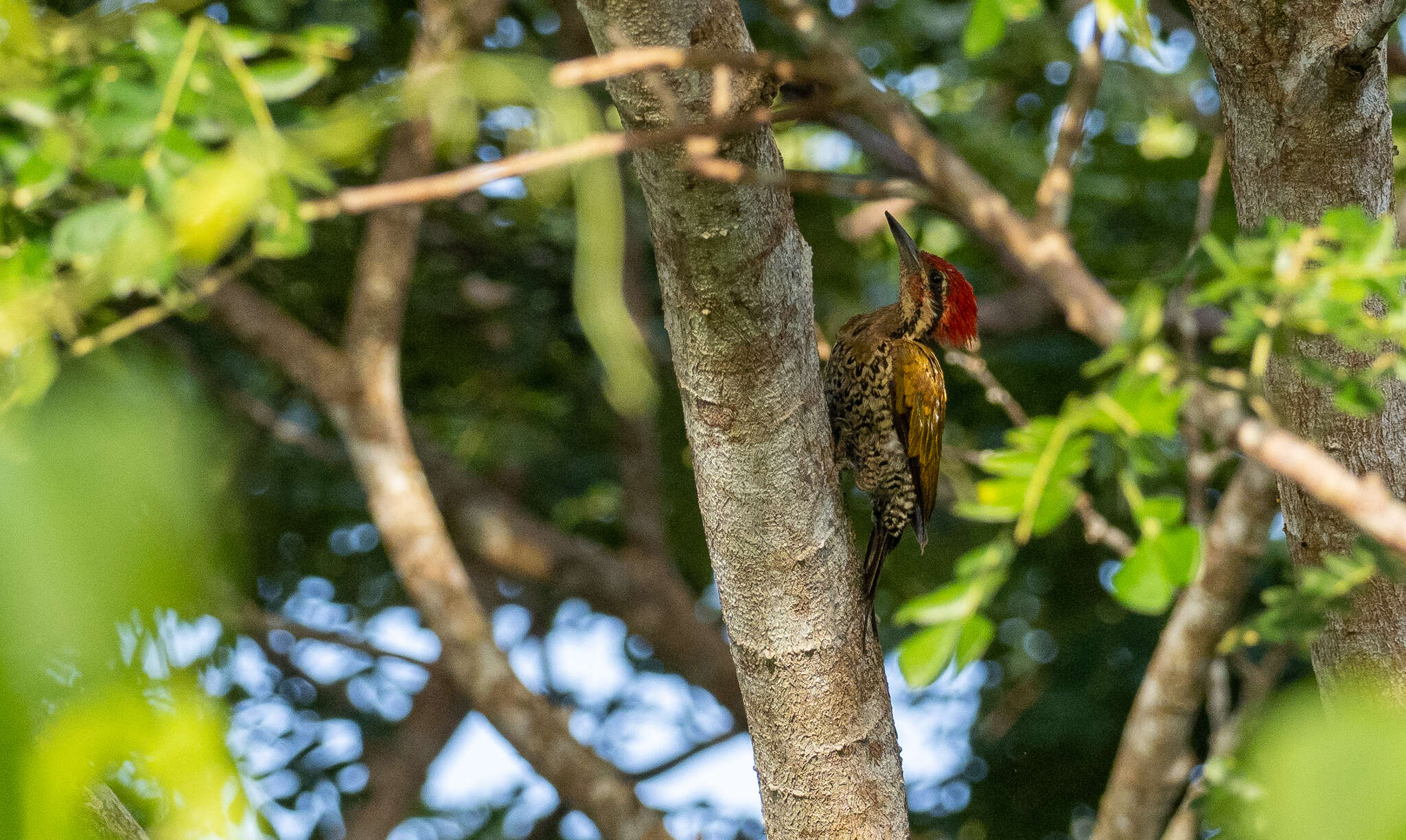 Image of Spot-throated Flameback