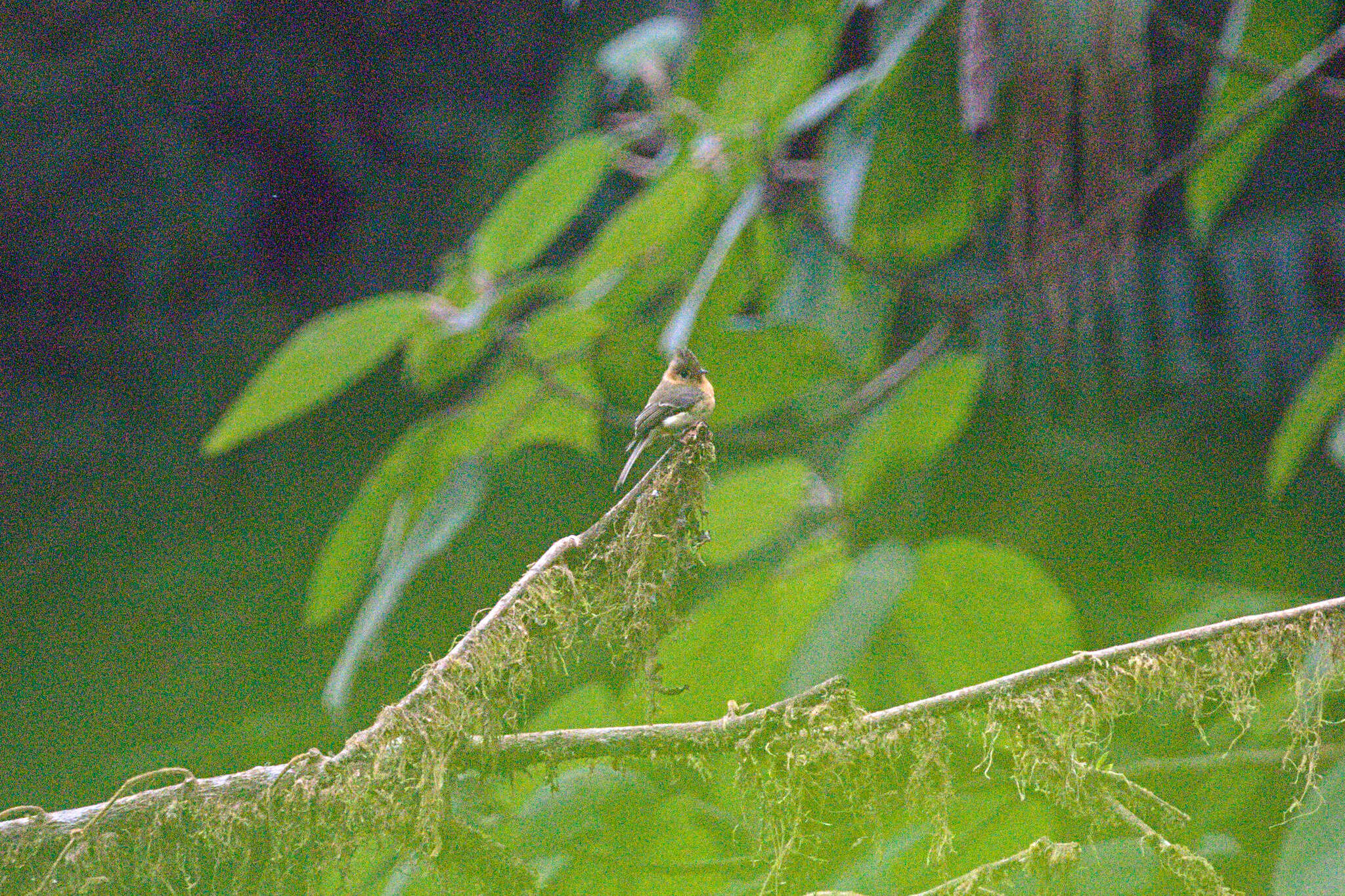 Mitrephanes phaeocercus aurantiiventris (Lawrence 1865) resmi