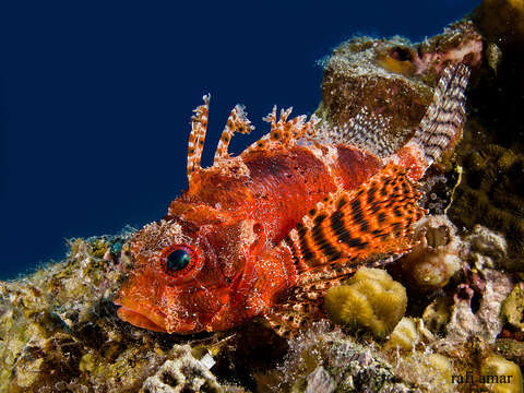 Image of Red Sea dwarf lionfish