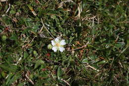 Image of Potentilla montana Brot.